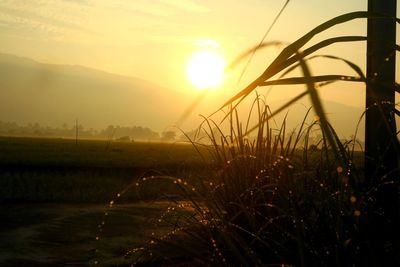 Plants growing on land against sky during sunset