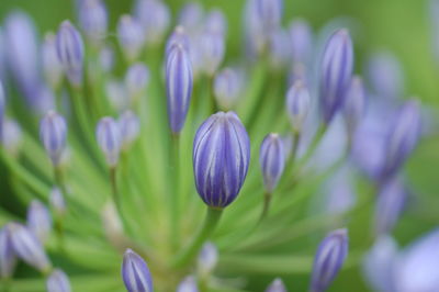 Close-up of african lily buds growing outdoors