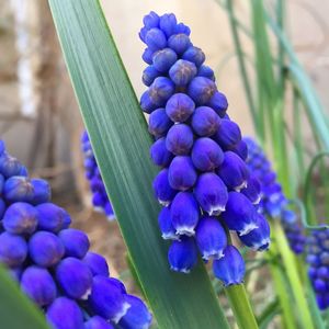 Close-up of purple flowering plants