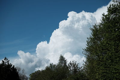 Low angle view of trees against sky