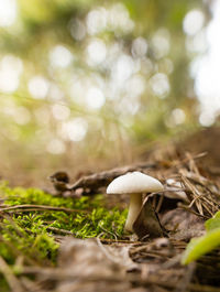 Close-up of mushroom growing on field