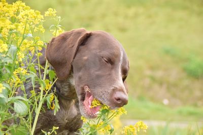 Close-up of puppy on field