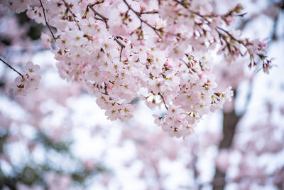 Close-up of cherry blossoms in spring