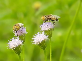 Close-up of bee pollinating on purple flower