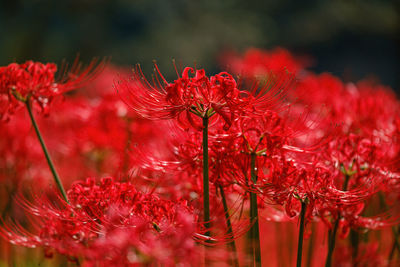 Close-up of red flowering plant