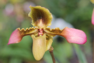 Close-up of flower blooming outdoors