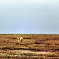 Camel in a field