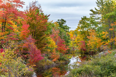 Trees in forest during autumn