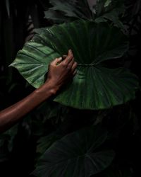 Close-up of hand touching leaves