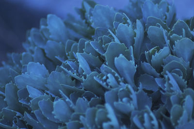 Close-up of purple flowering plant