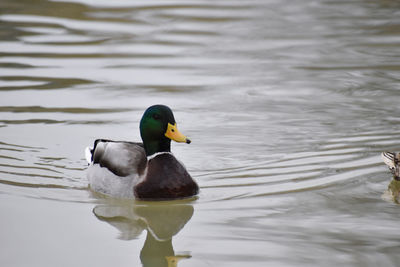 Duck swimming in lake