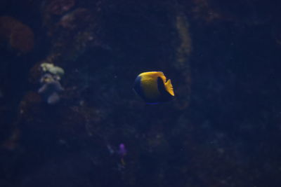 Close-up of fish underwater