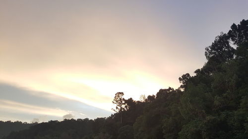 Low angle view of trees against sky during sunset