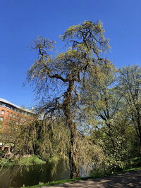 Tree by river against clear blue sky