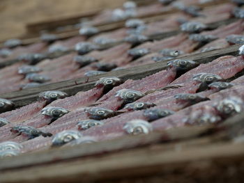 Close-up of fish for sale in market