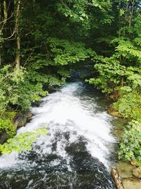 River flowing through forest