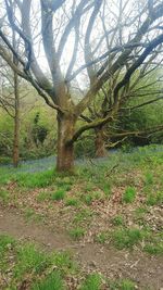 View of trees in forest