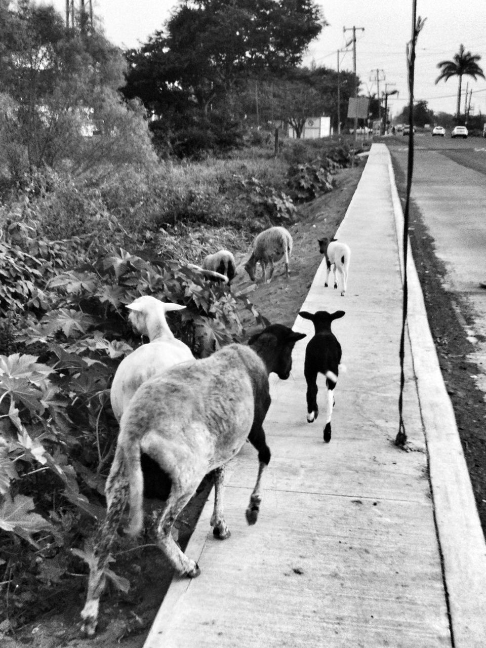 animal themes, domestic animals, full length, walking, mammal, the way forward, men, rear view, livestock, one animal, tree, horse, day, two animals, lifestyles, outdoors, road, togetherness