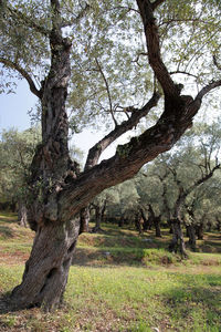Trees on field against sky