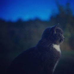 Close-up of cat against sky