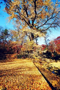 Close-up of autumn tree against sky