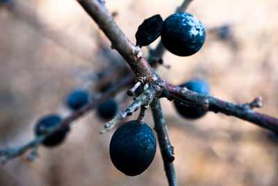 Close-up of berries growing on plant