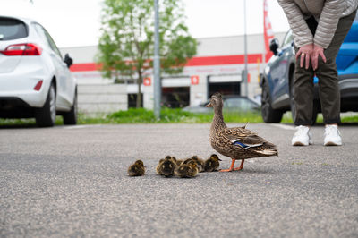 Duck family walking on a city road with cars, people trying to rescue birds from traffic