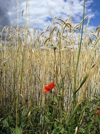 Red poppy flowers growing on field against sky