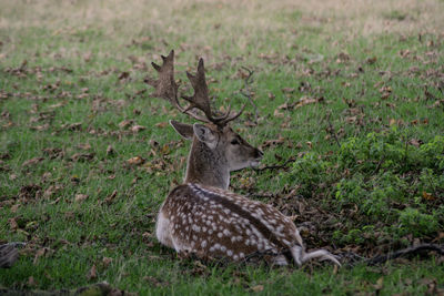 View of deer on field
