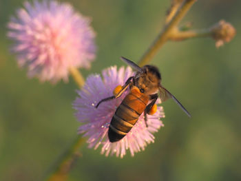 Close-up of bee pollinating on pink flower