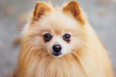 Close-up portrait of a dog