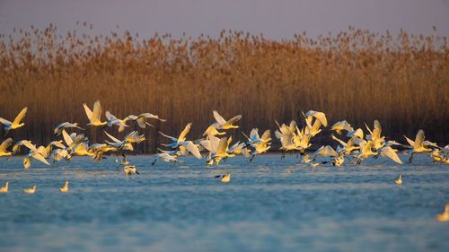 View of birds in water