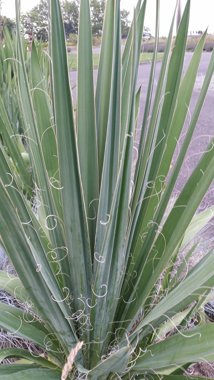 growth, green color, plant, grass, nature, water, beauty in nature, drop, freshness, close-up, field, wet, leaf, growing, tranquility, day, outdoors, no people, dew, blade of grass