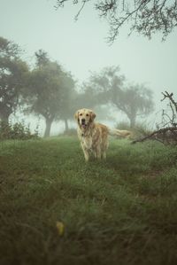 Dog in a field