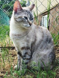 Cat looking away at yard