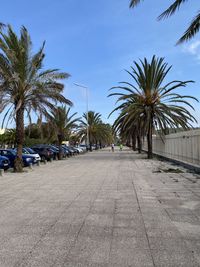 Road by palm trees against sky