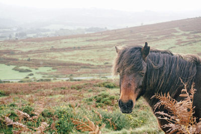 Close-up of horse on field against sky