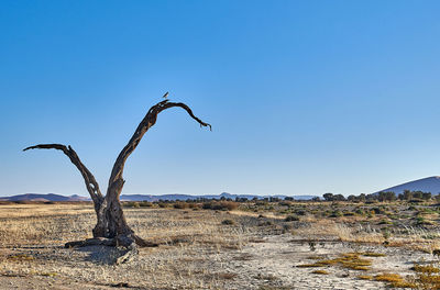 Driftwood on landscape against clear blue sky