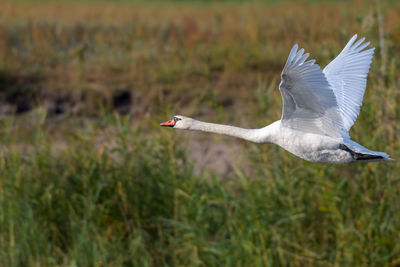 View of a bird flying