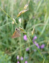 Close-up of moth on plant