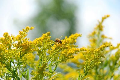 Close-up of bee on yellow flowers