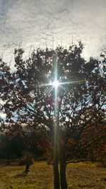 Close-up of trees against sky