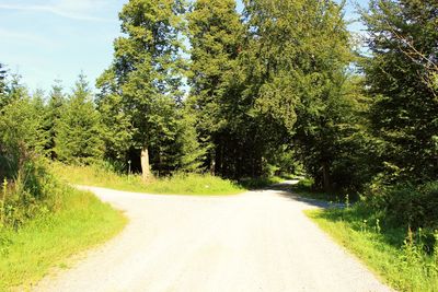 Road amidst trees against sky