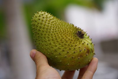 Close-up of hand holding fruit