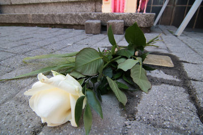 High angle view of white flower on footpath