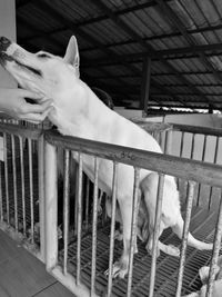 Close-up of dog in cage