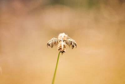 Close-up of wilted dandelion flower