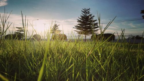 View of grassy field against sky