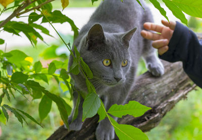 Close-up of hand holding cat by tree