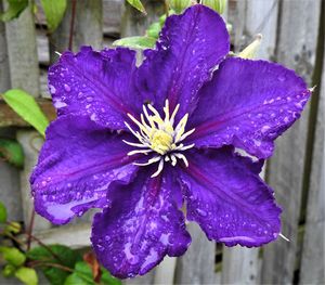 Close-up of wet purple flowering plant